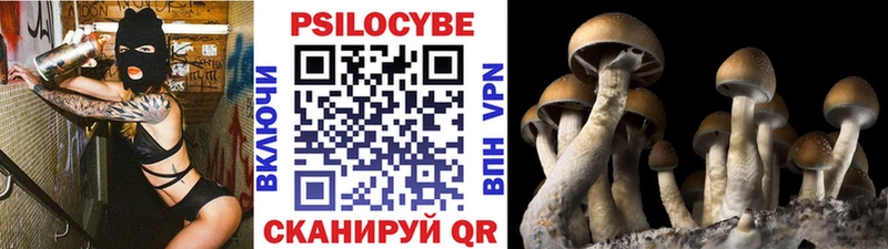 Псилоцибиновые грибы Psilocybe  площадка формула  Балей 